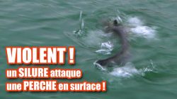 2016-silure-attaque-perche-mini